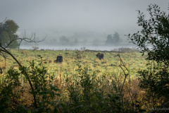 Aartalsee Nebal am Morgen