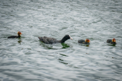 Twistestausee Blässhuhn mit Jungen