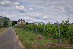 Weinreben bei Wintrich