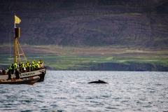 Whale Watching Hjalteyri