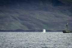 Whale Watching Island