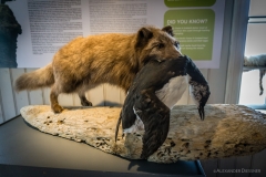 Arctic Fox Centre