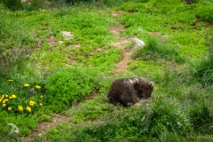 Arctic Fox Centre gehege