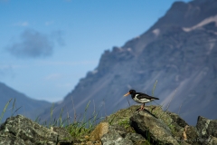 Austernfischer Stokksnes