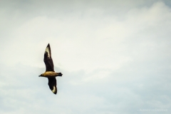 Skua - Große Raubmöwe