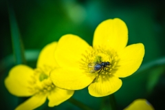 Färöer Sumpfdotterblume