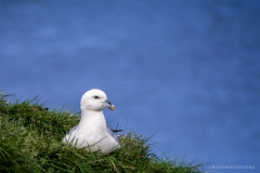 Borgarfjardarhoefn Eissturmvogel