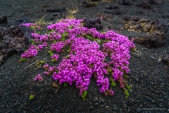 Island Blume Hverfjall