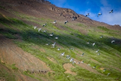 Wildgaense Island