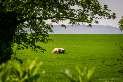 Schafe England