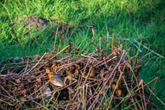 Rotkehlchen Nest