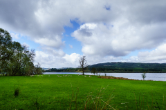 Schafe Lake Lochawe