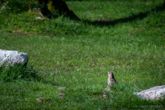 Vogel Red Squirrel Campsite
