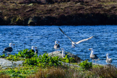 Barra Möwen Loch an Duin