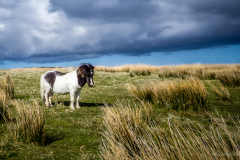 Pony North Uist