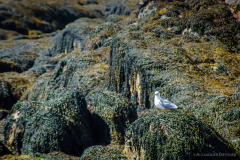 South Uist Möwe