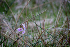 Blume äußere Hebriden