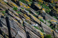 Butt of Lewis Lighthouse Möwen