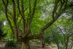 Airthrey Loch Baum