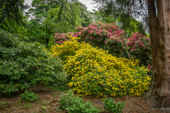 Airthrey Loch Blumen