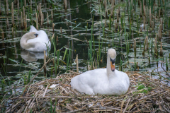 Airthrey Loch Schwan