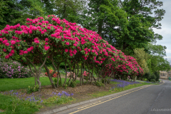 Blumen Airthrey Loch