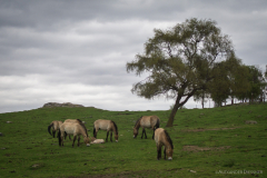 Pferd Highland Park