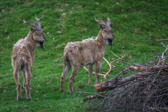 The Highland Wildlife Park